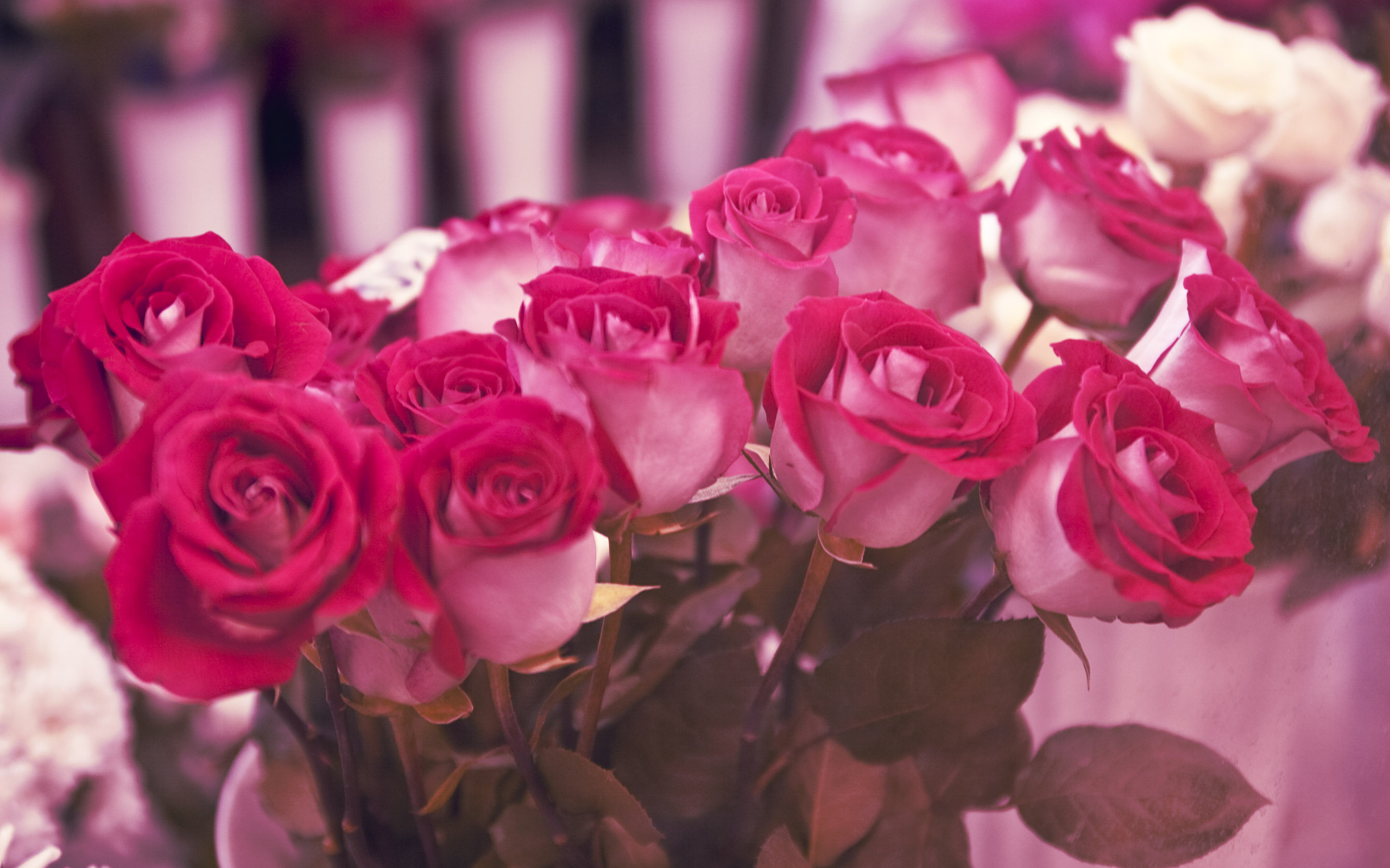 桌面上的壁纸玫瑰 花瓣 珠宝