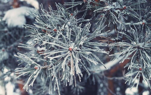 Christmas tree needles covered in hoarfrost