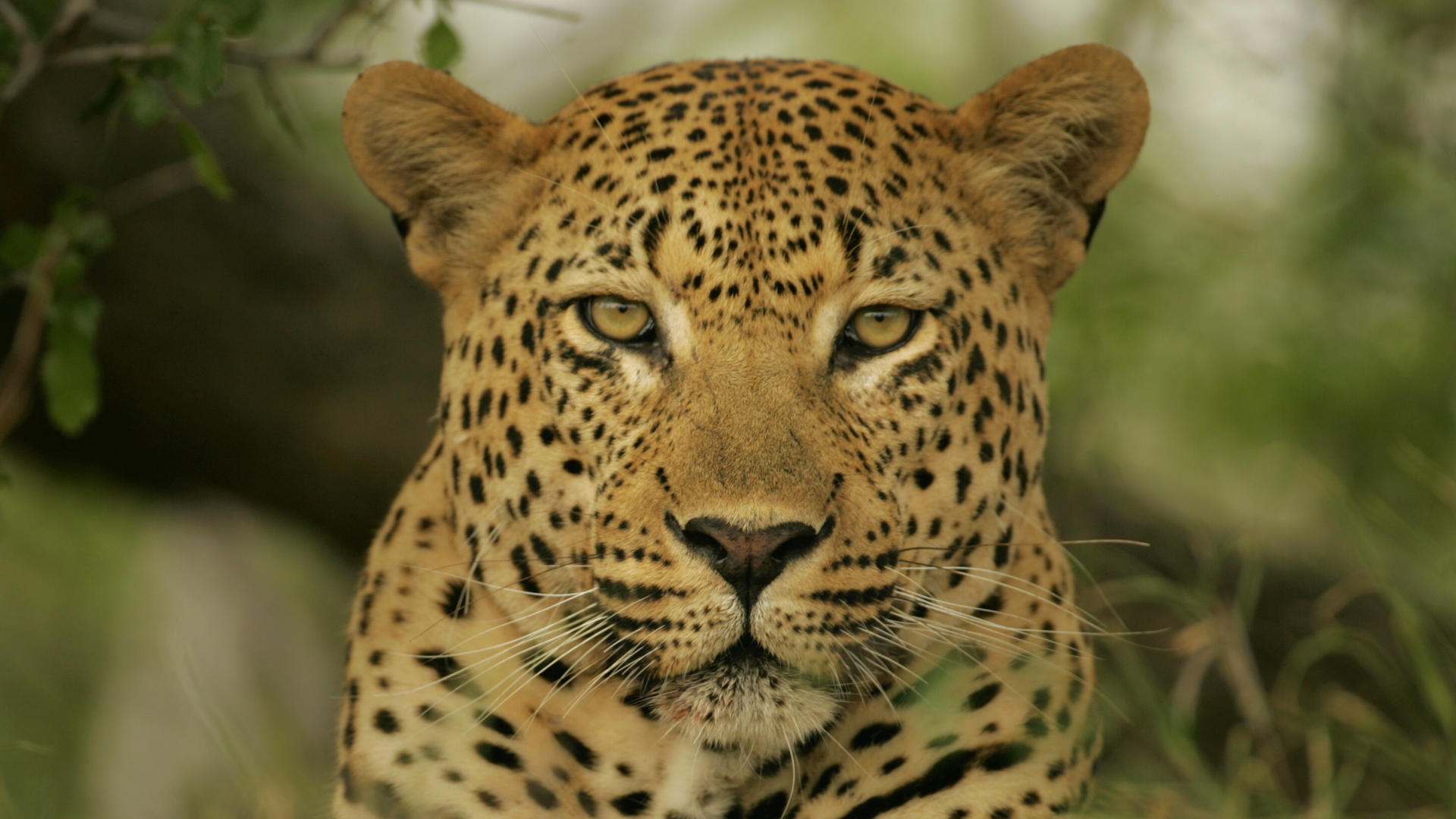 Фото бесплатно леопард, кот, глаза