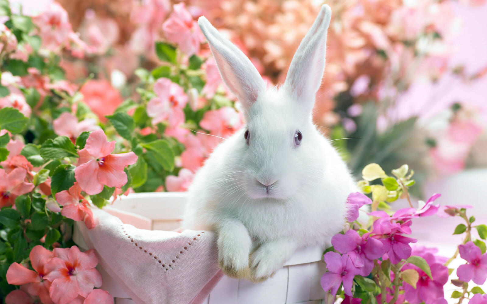 Wallpapers rabbit flowers and everything on the desktop