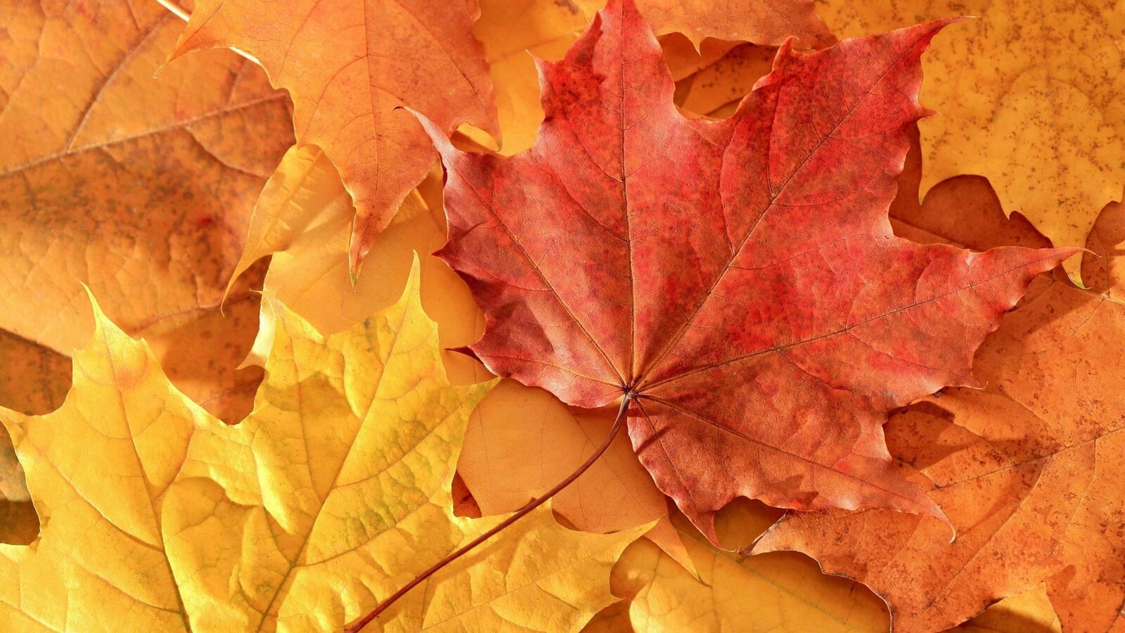 Wallpapers maple leaves nature on the desktop