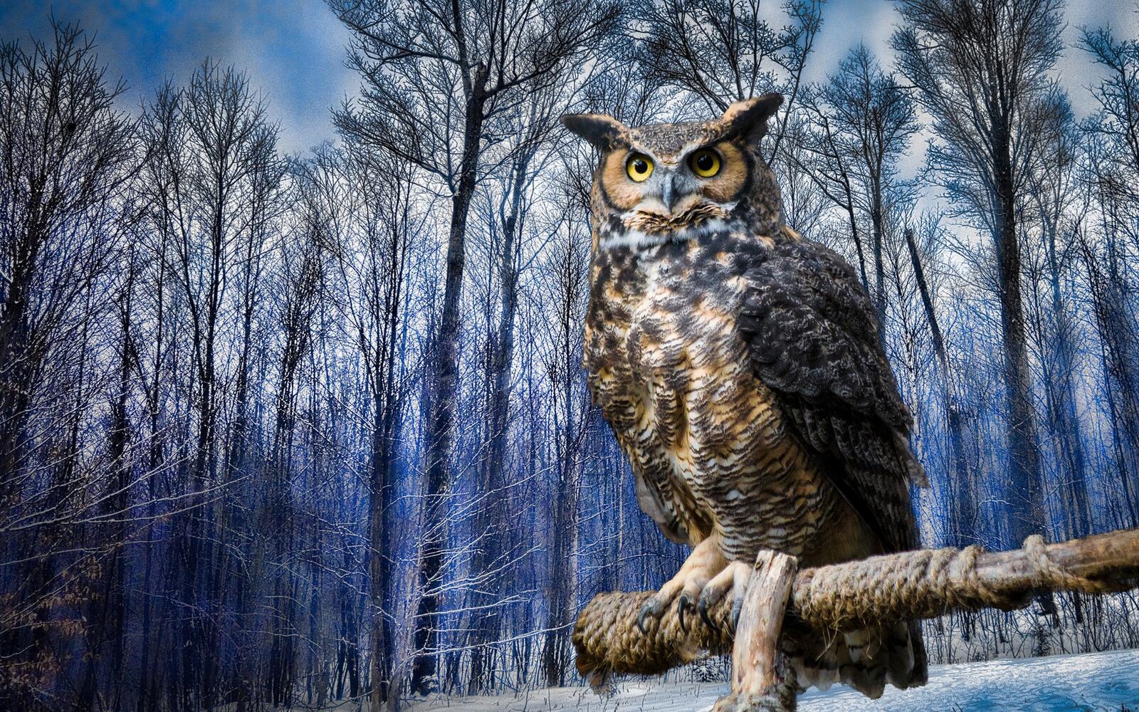 Wallpapers owl winter forest on the desktop