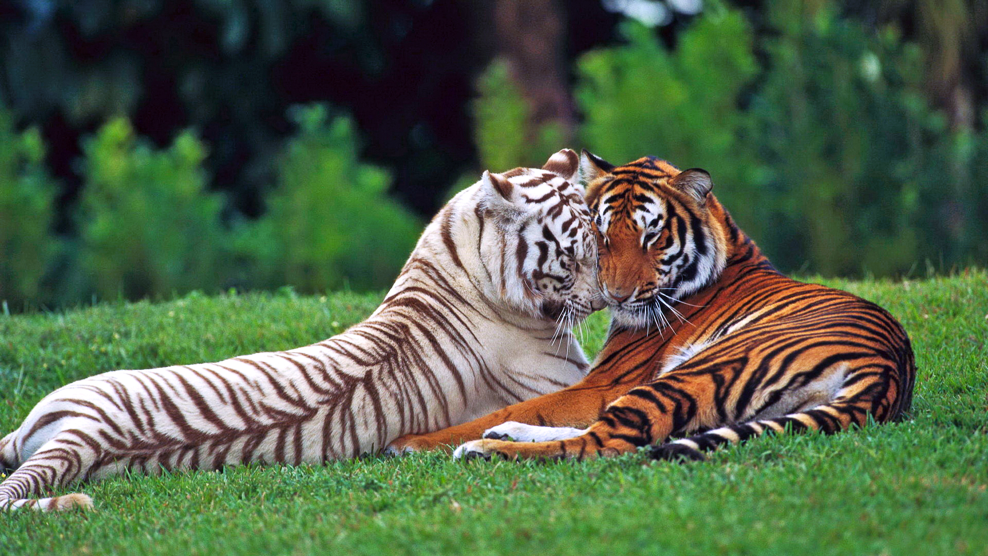 Обои тигры трава лес на рабочий стол