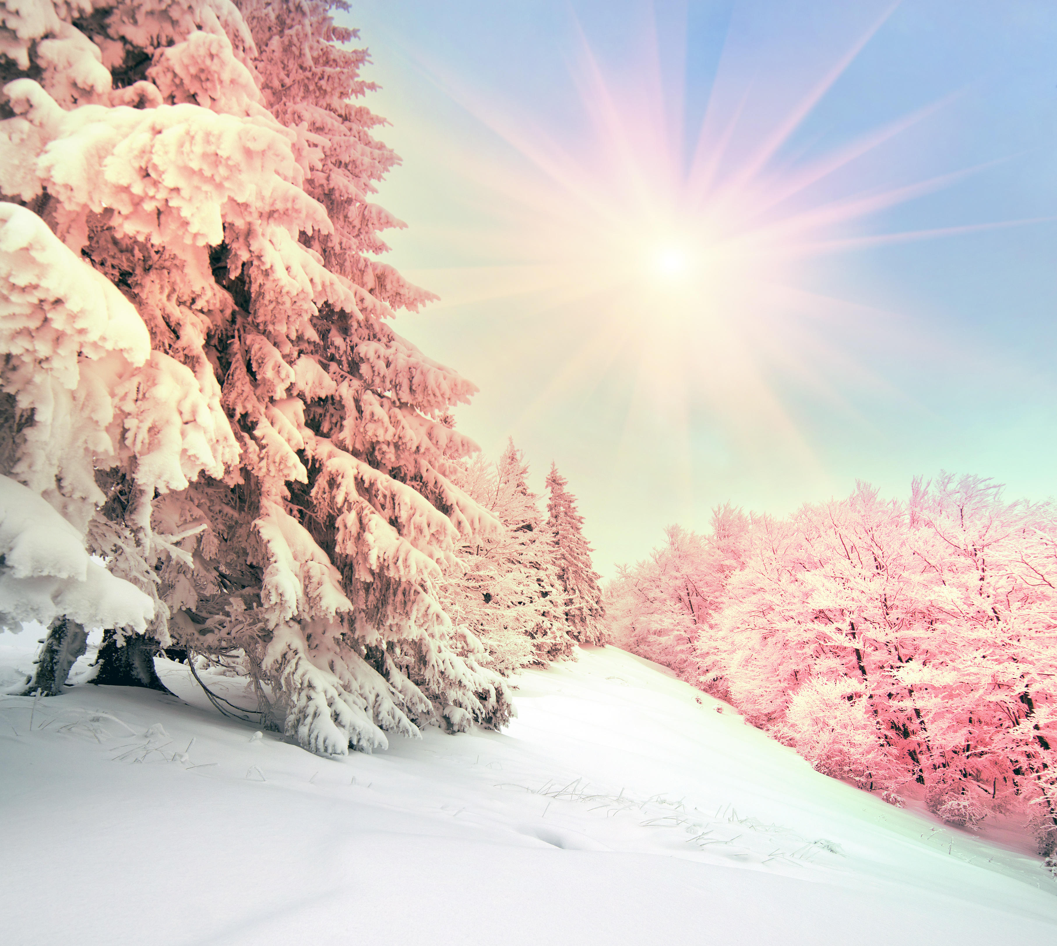 Wallpapers trees winter sunny weather on the desktop