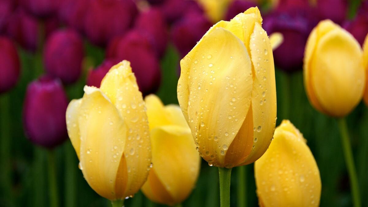 Желтые тюльпаны с каплями дождя