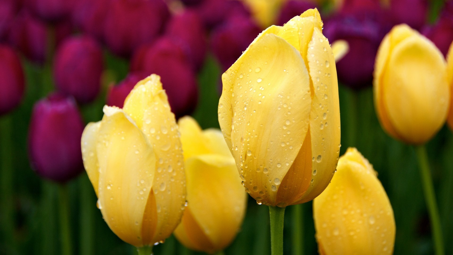 免费照片黄色郁金香与雨滴。