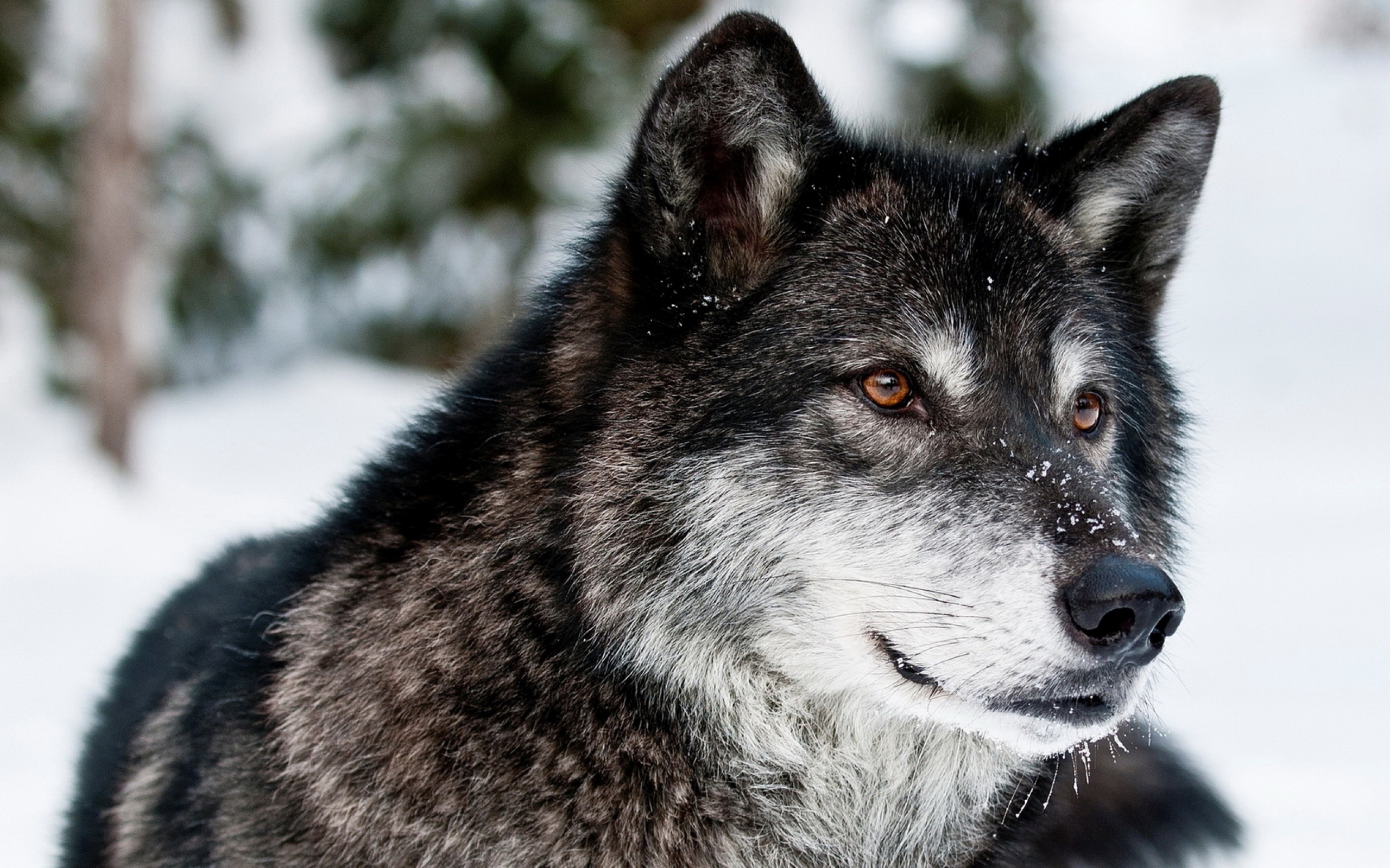 Обои чёрно-серый волк снег янтарные глаза на рабочий стол