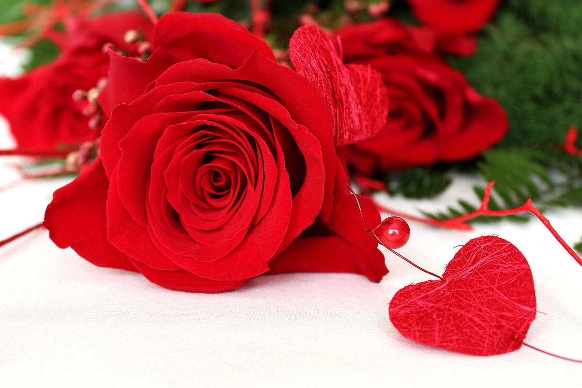 A red rose for Valentine`s Day