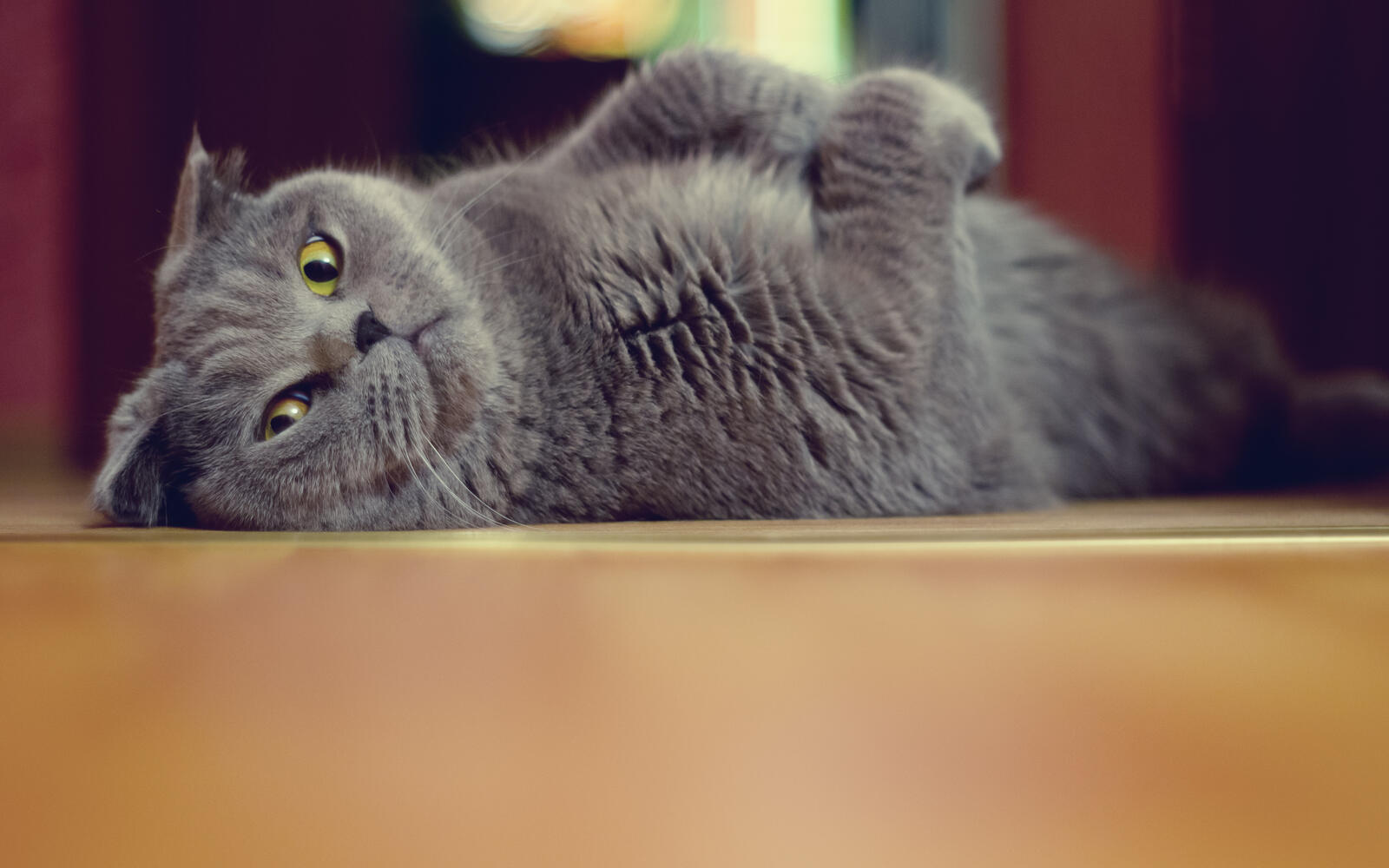 Обои кот кошка серый на рабочий стол
