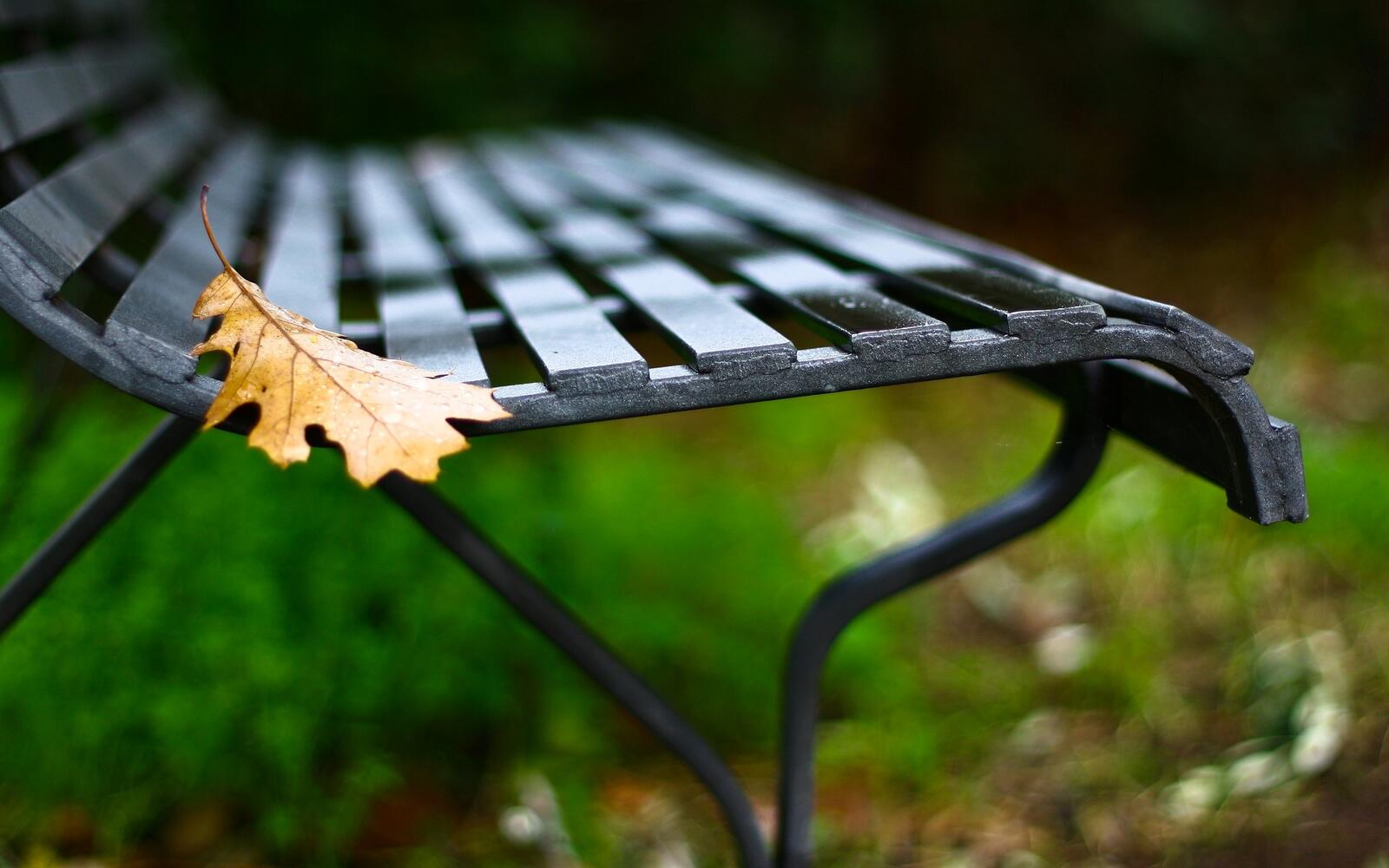 Wallpapers bench leaf autumn on the desktop
