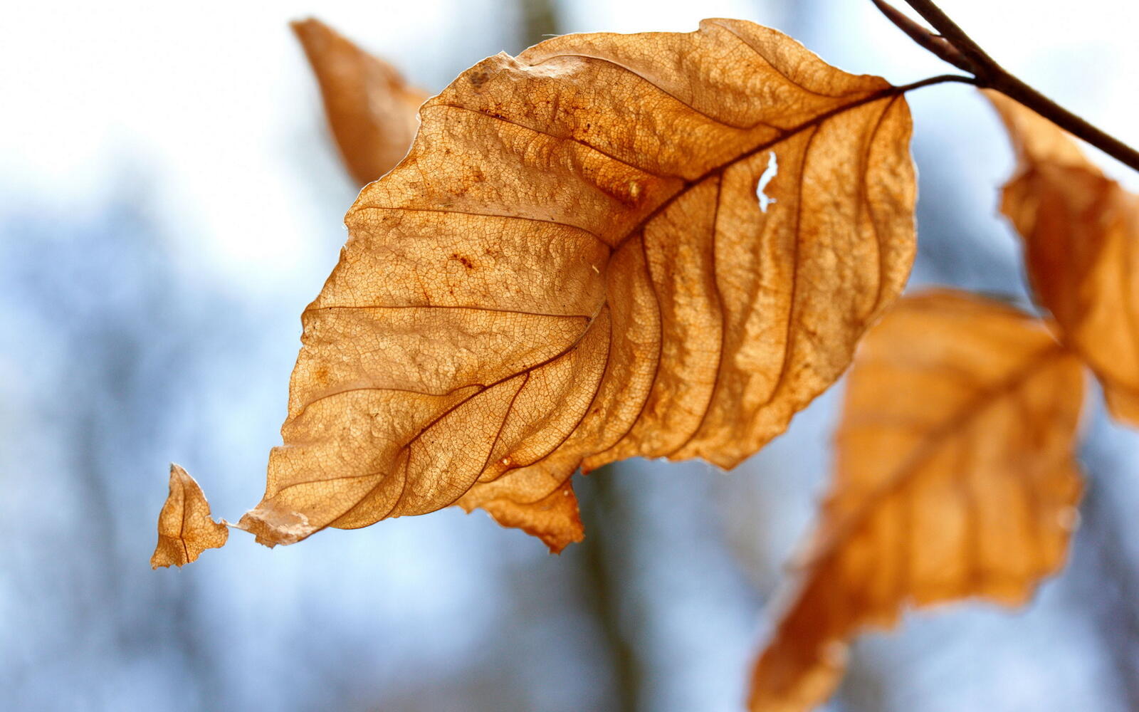 Wallpapers leaf yellow fall on the desktop