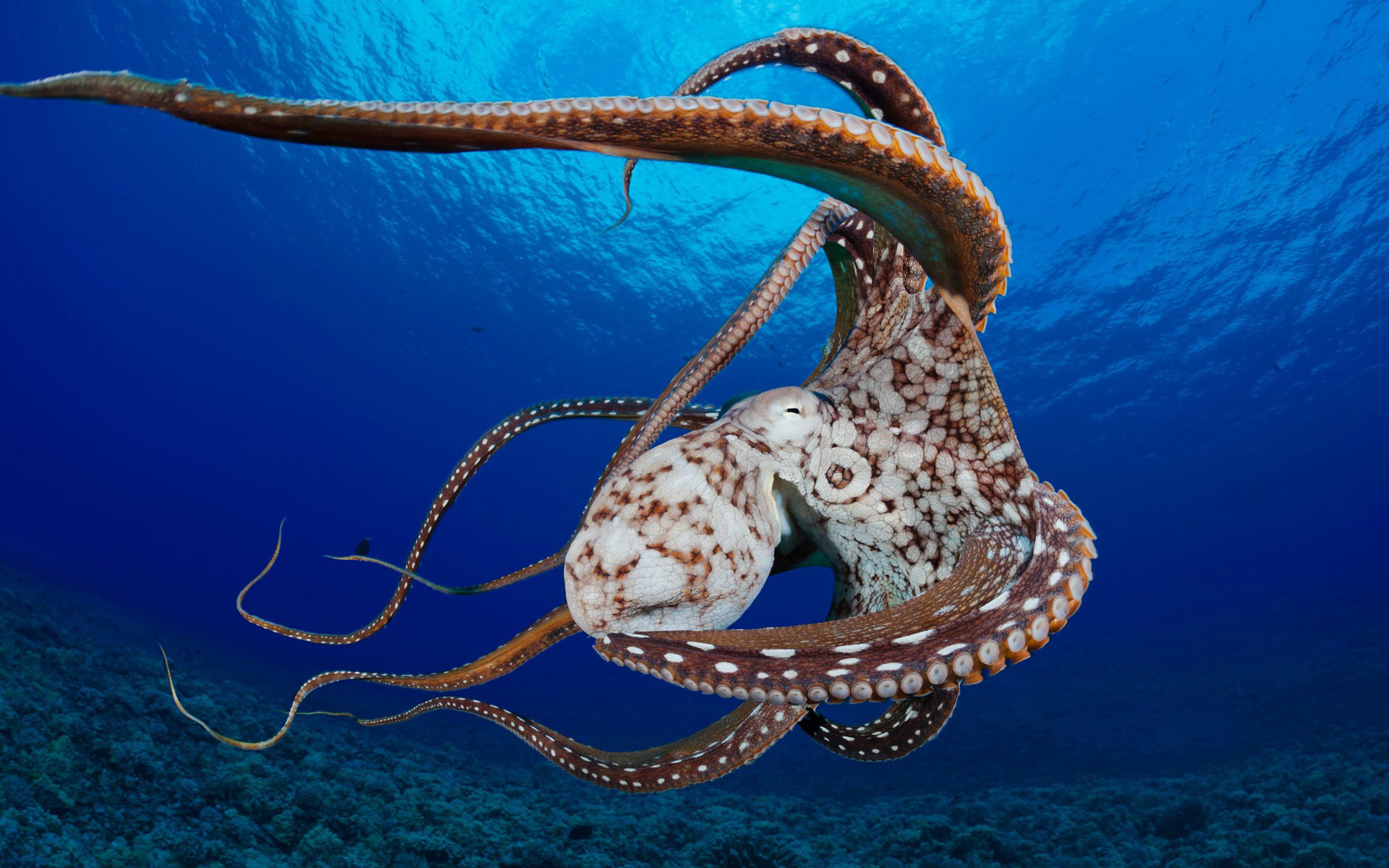 Wallpapers octopus swims sea on the desktop