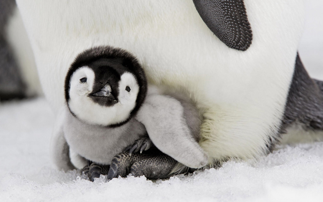 桌面上的壁纸企鹅 幼崽 冬季