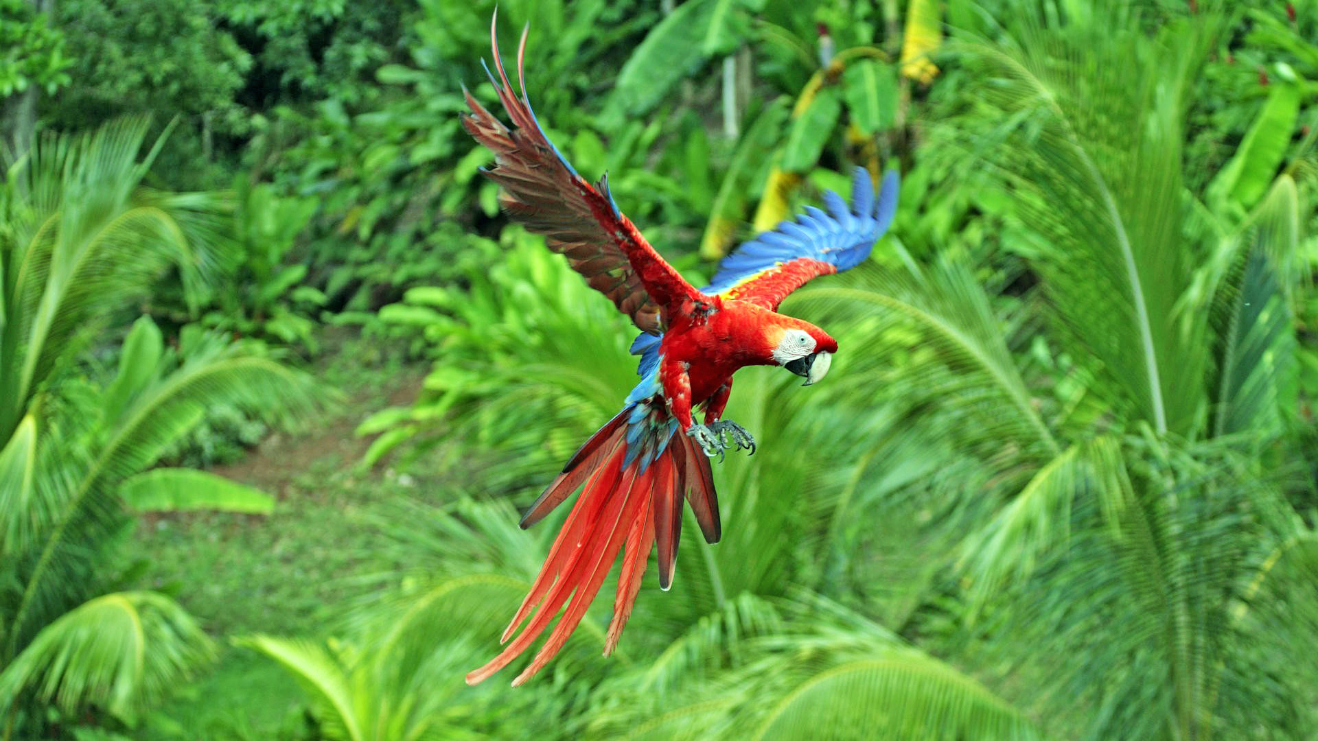 Фото бесплатно попугай, ара, разноцветный