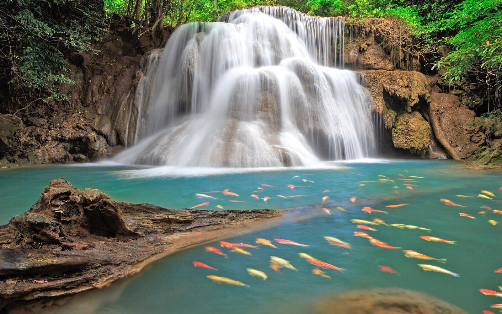 Wallpapers nature waterfall fish on the desktop