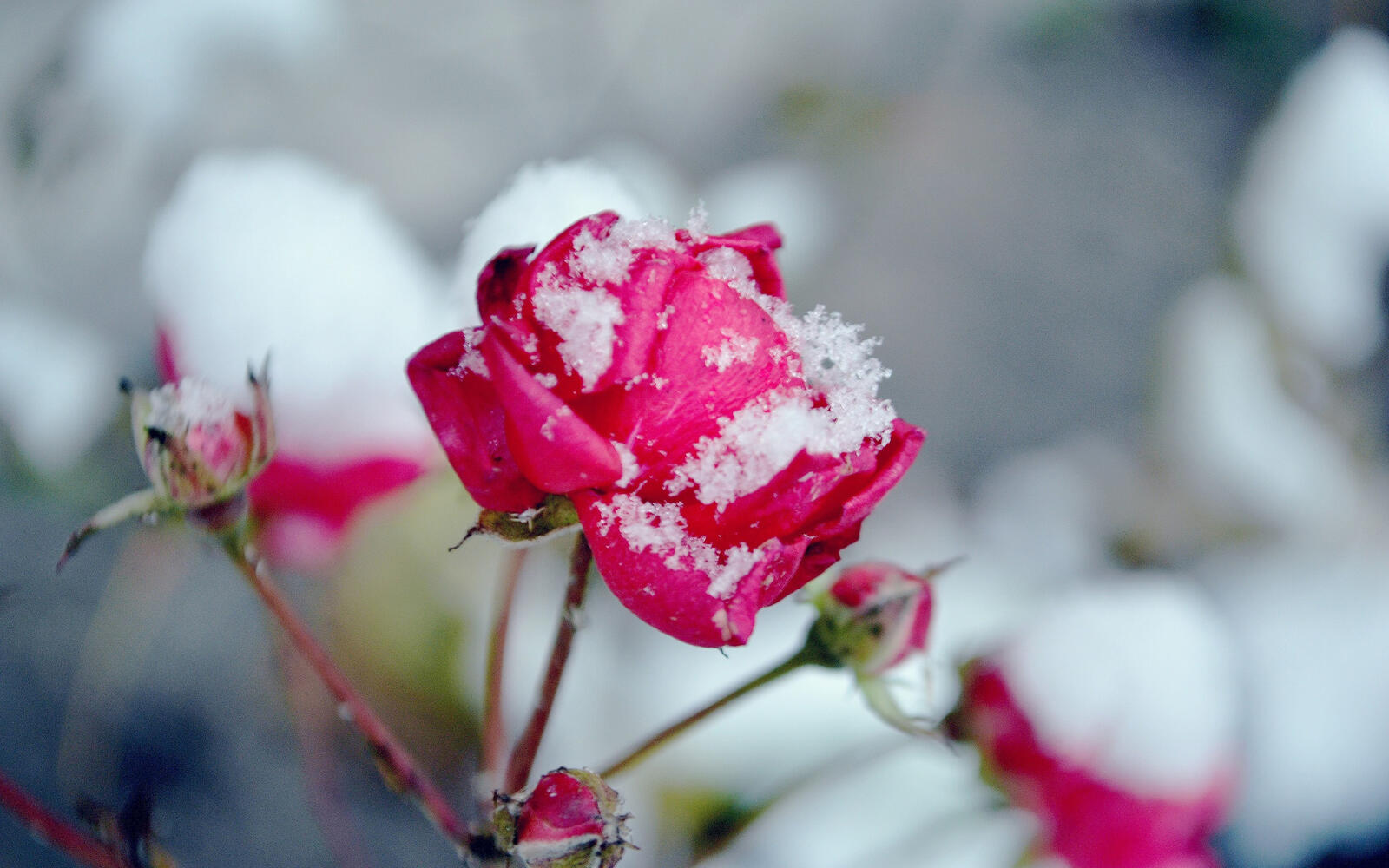 Обои роза снег лепестки на рабочий стол