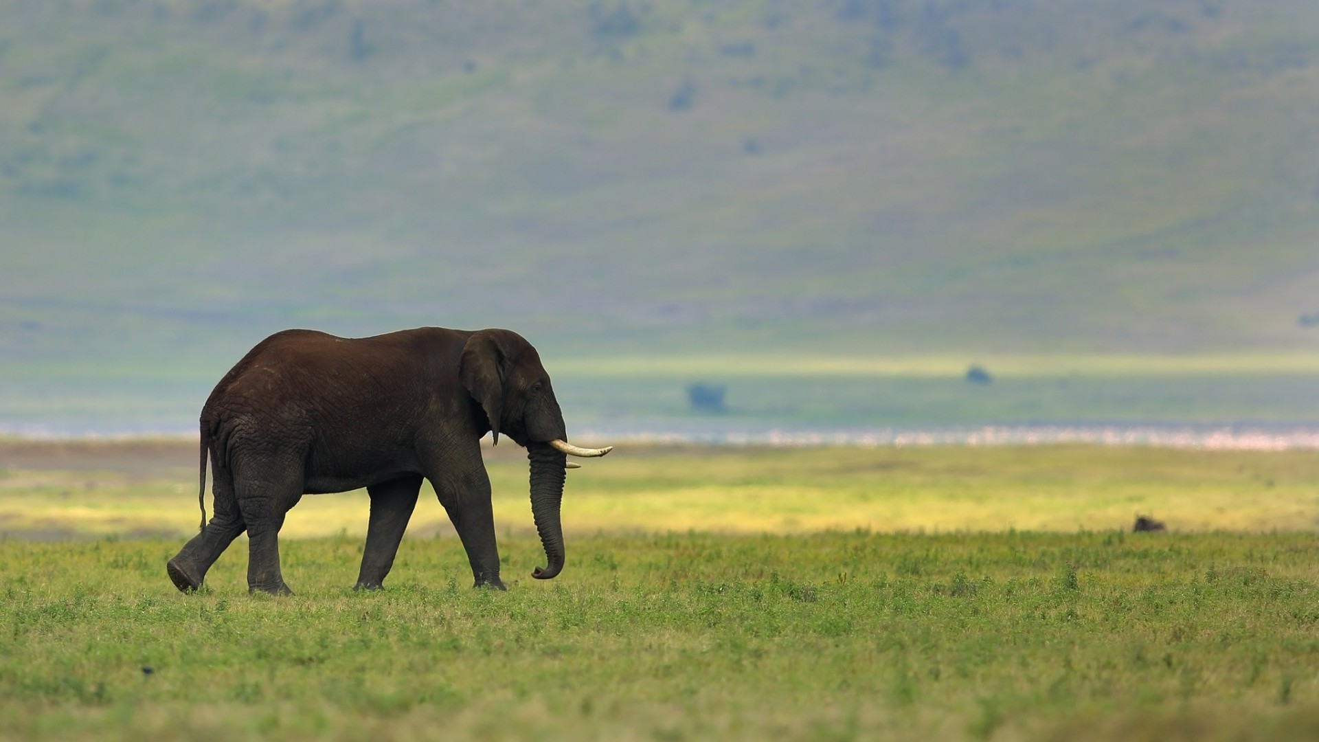 Фото бесплатно слон, хвост, бивни