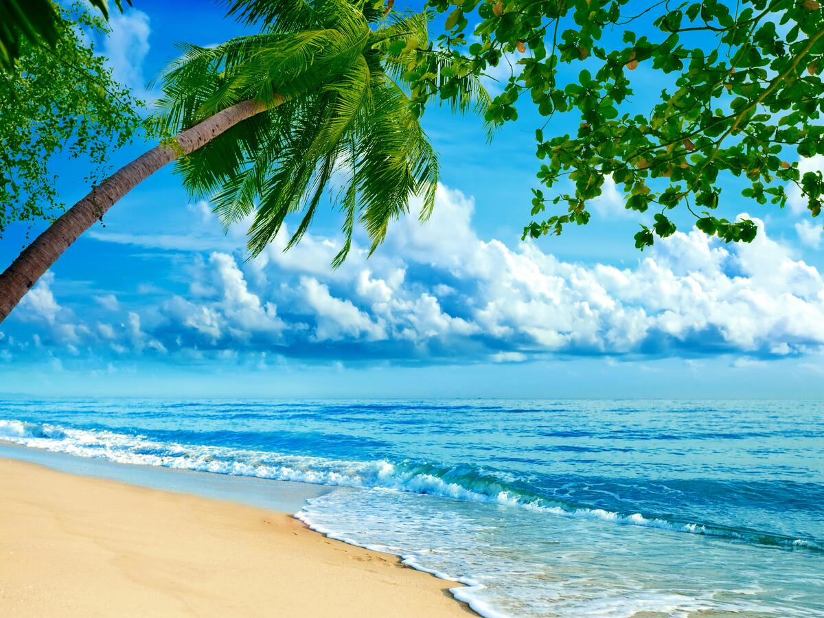 照片海滩，棕榈树在良好的质量