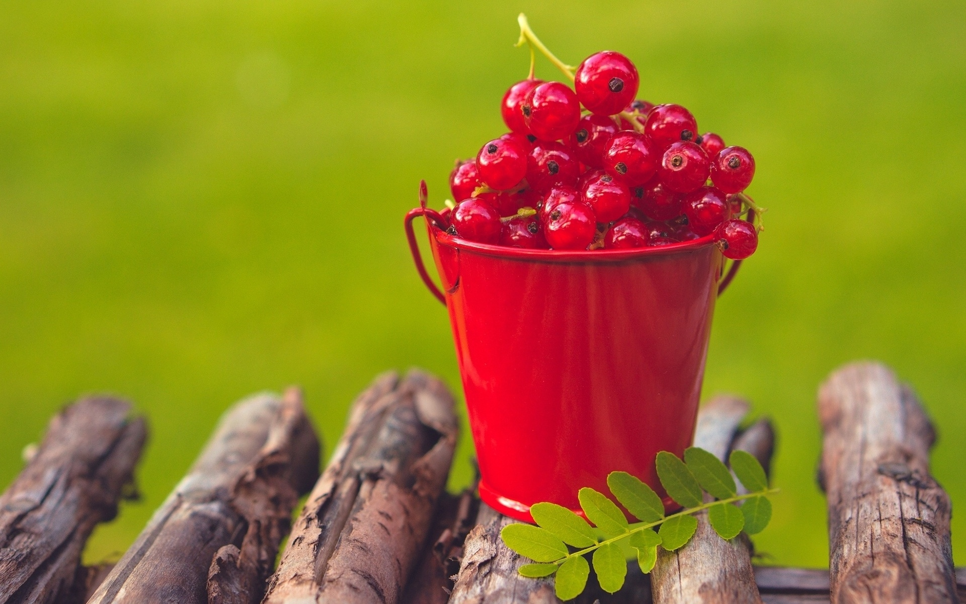 Wallpapers berry currant red bucket on the desktop