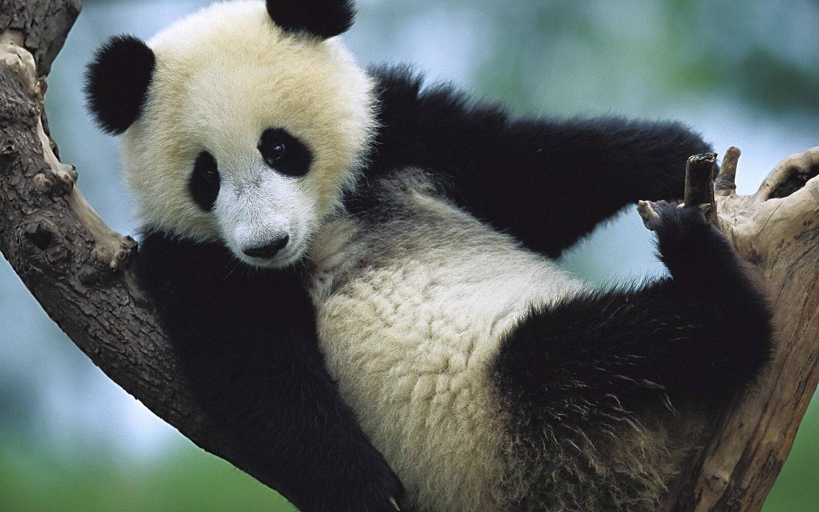 Wallpapers panda bamboo bear muzzle on the desktop