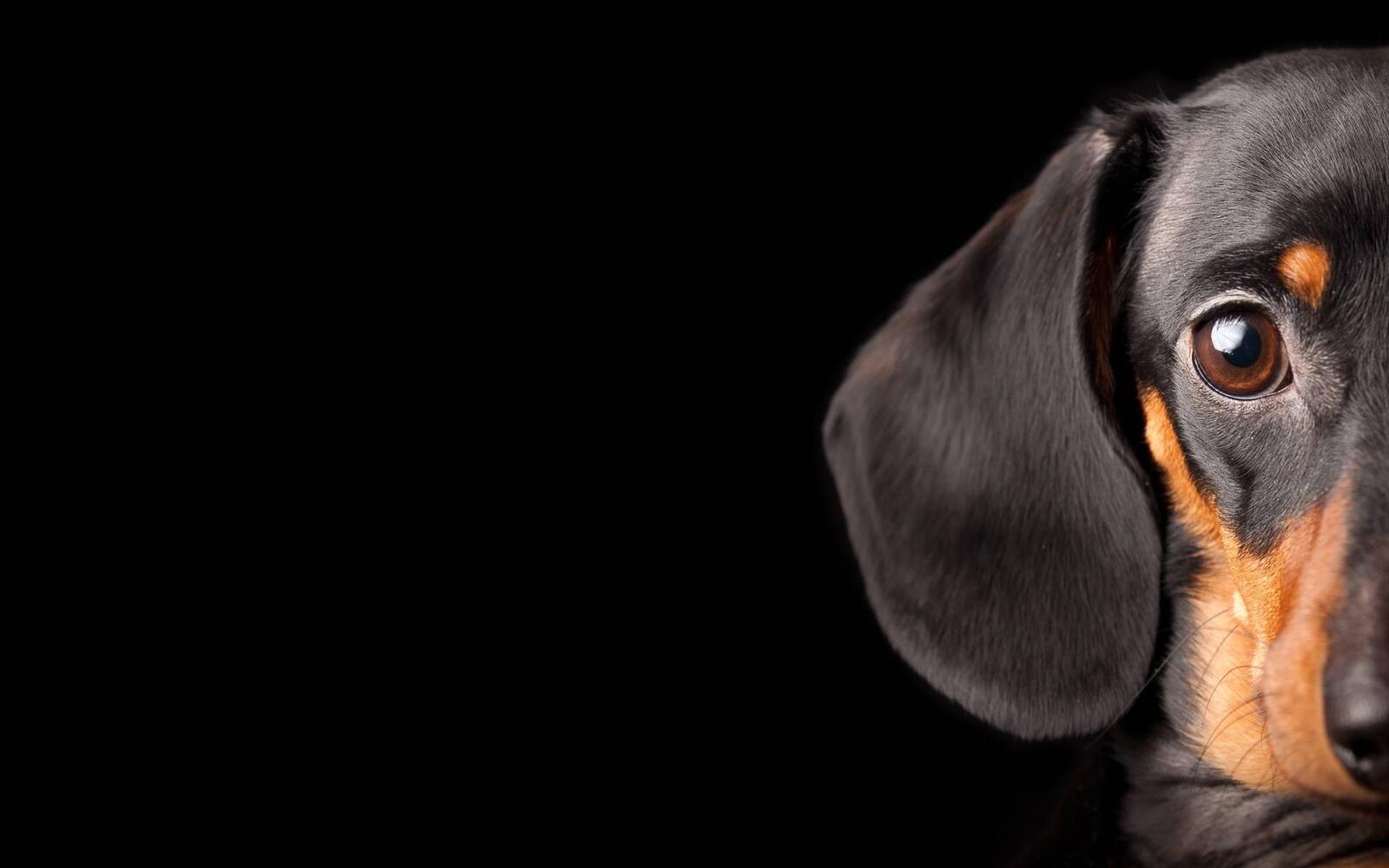 Wallpapers dachshund muzzle eyes on the desktop