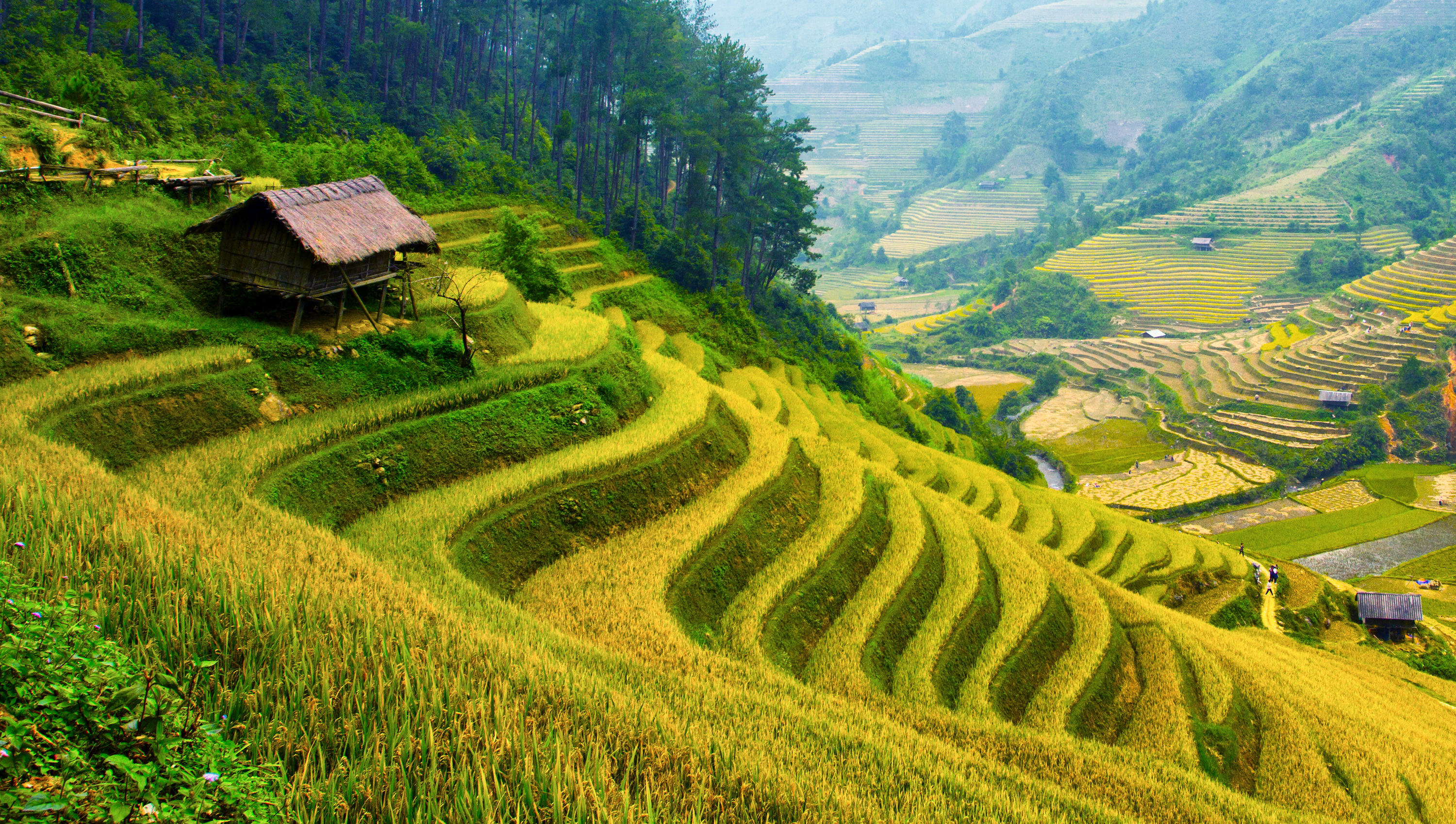 рис природа Таиланд скачать