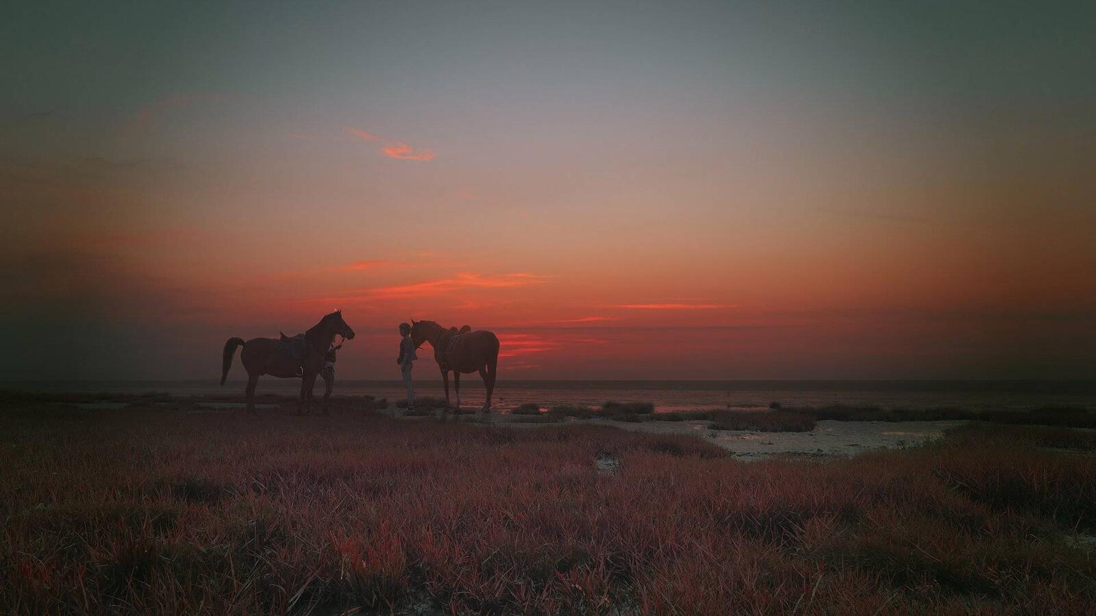 Обои лошади берег моря трава на рабочий стол