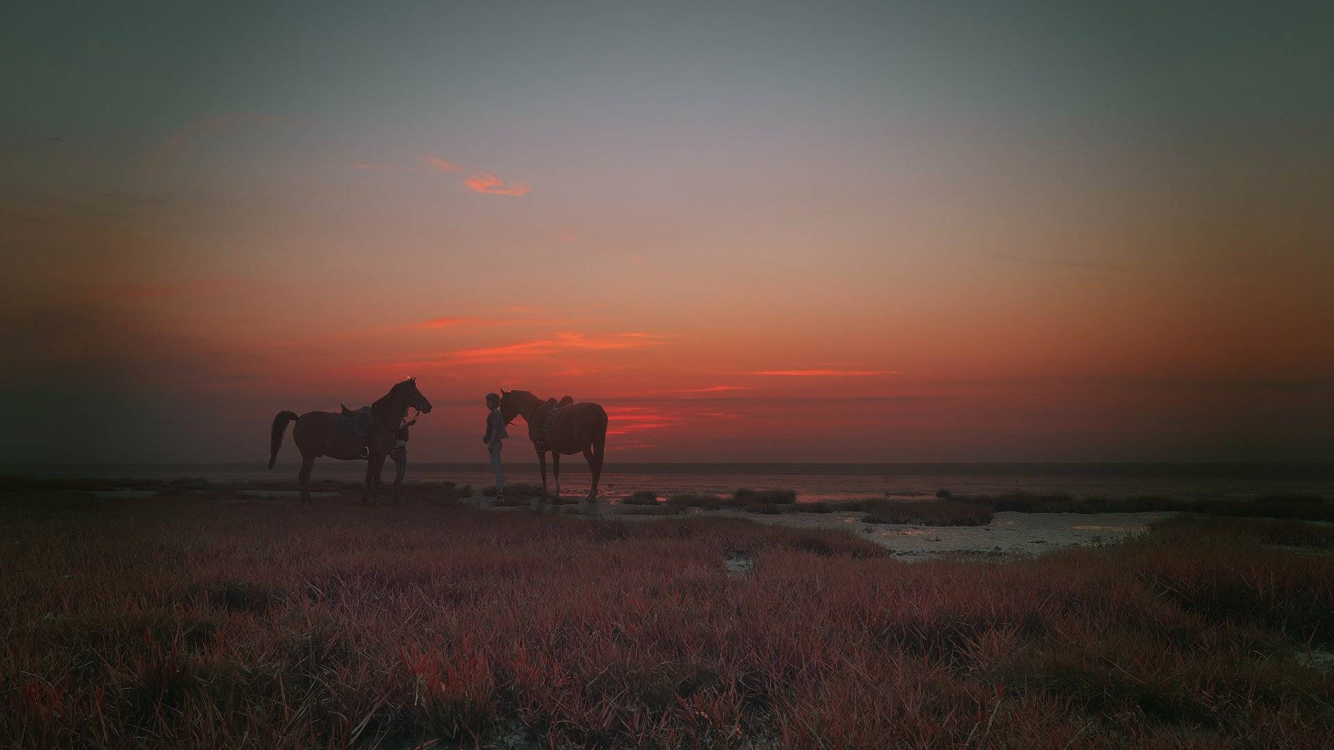 Обои лошади берег моря трава на рабочий стол