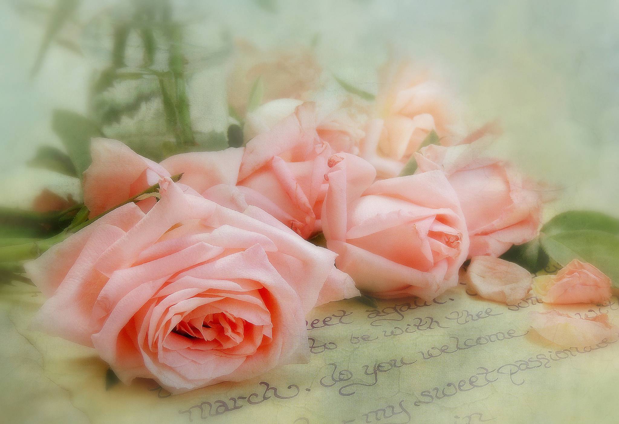 Обои флора цветы письмо на рабочий стол