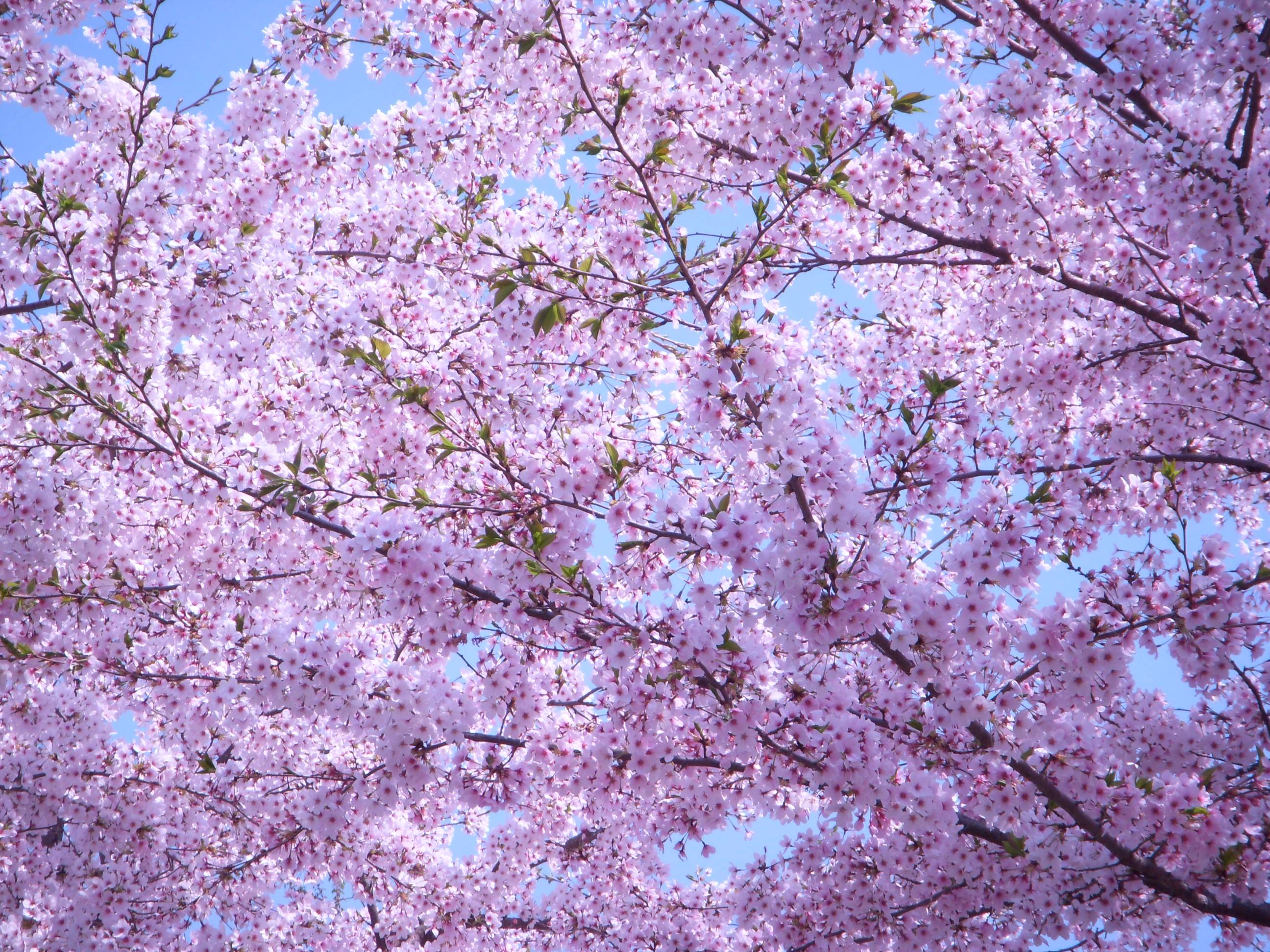 Wallpapers sakura cherry blossoms purple flowers on the desktop