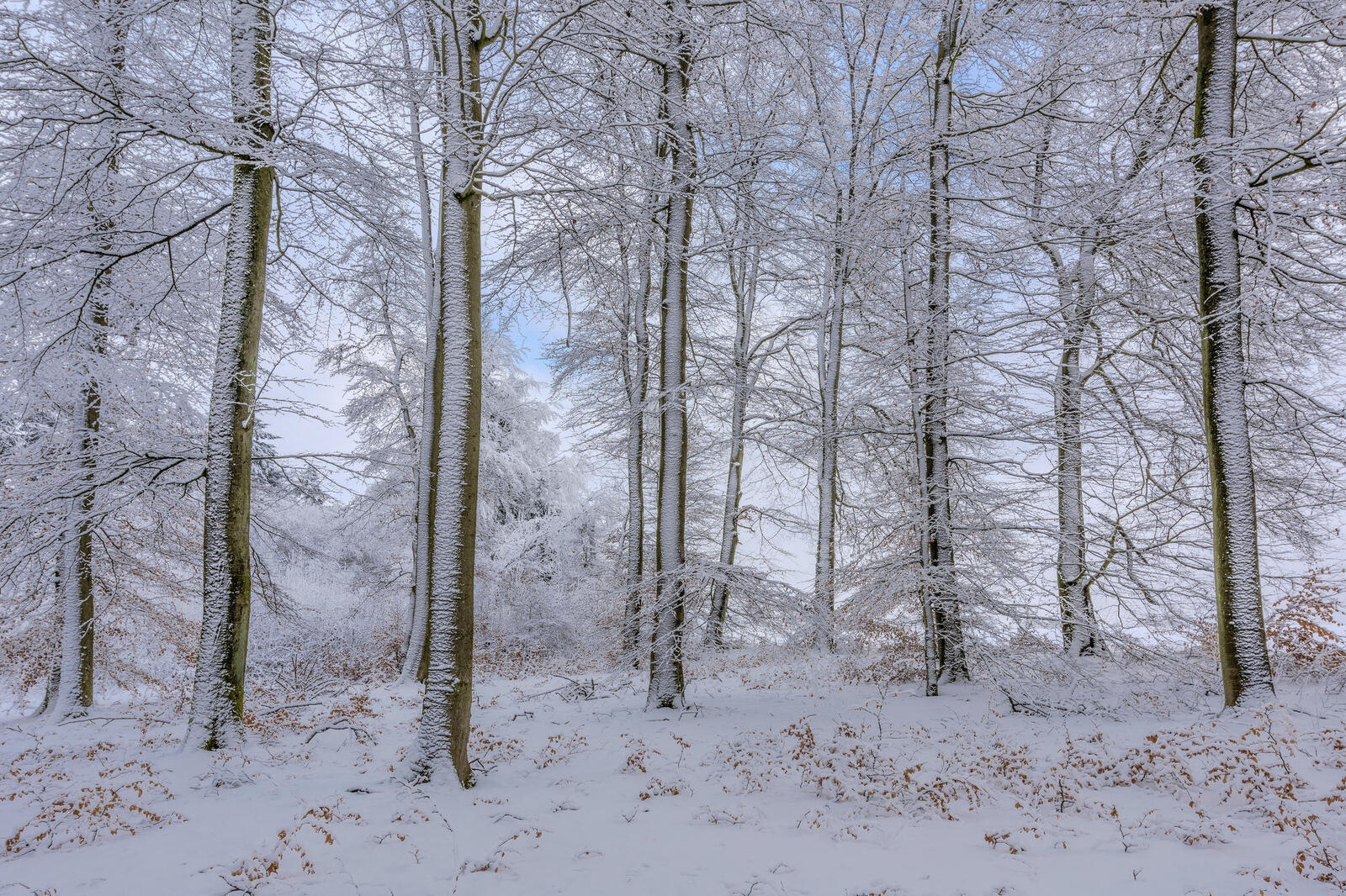 Wallpapers snow in the forest landscape forest on the desktop