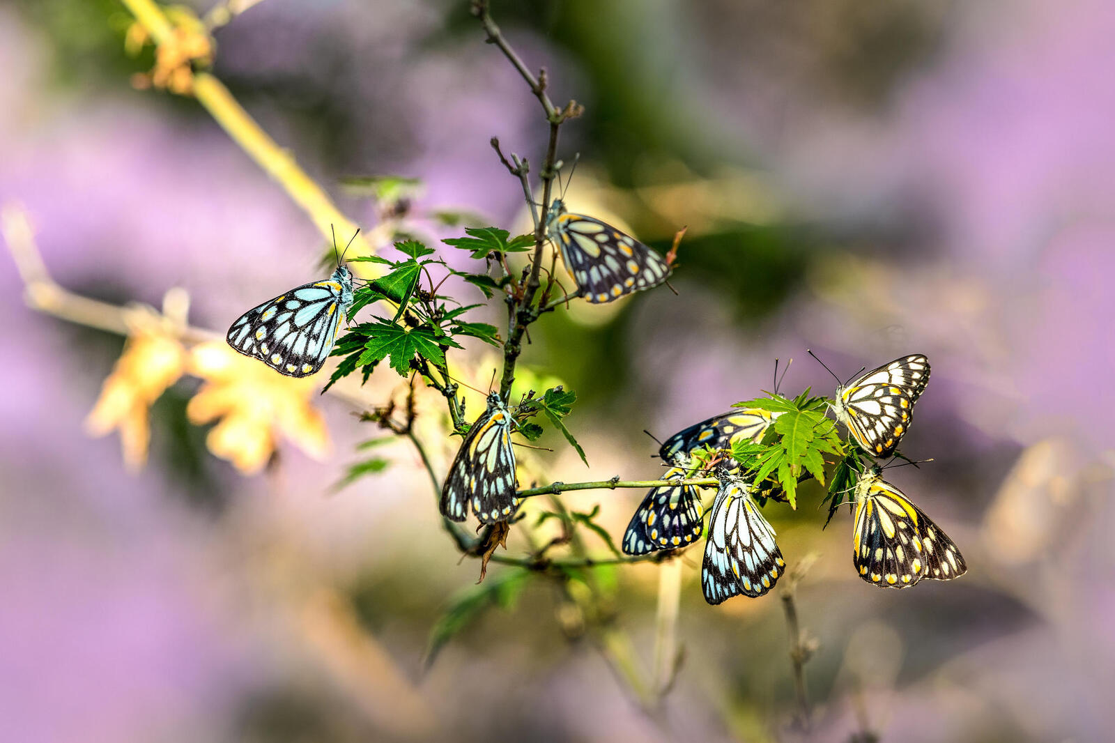Wallpapers butterfly insects branch on the desktop