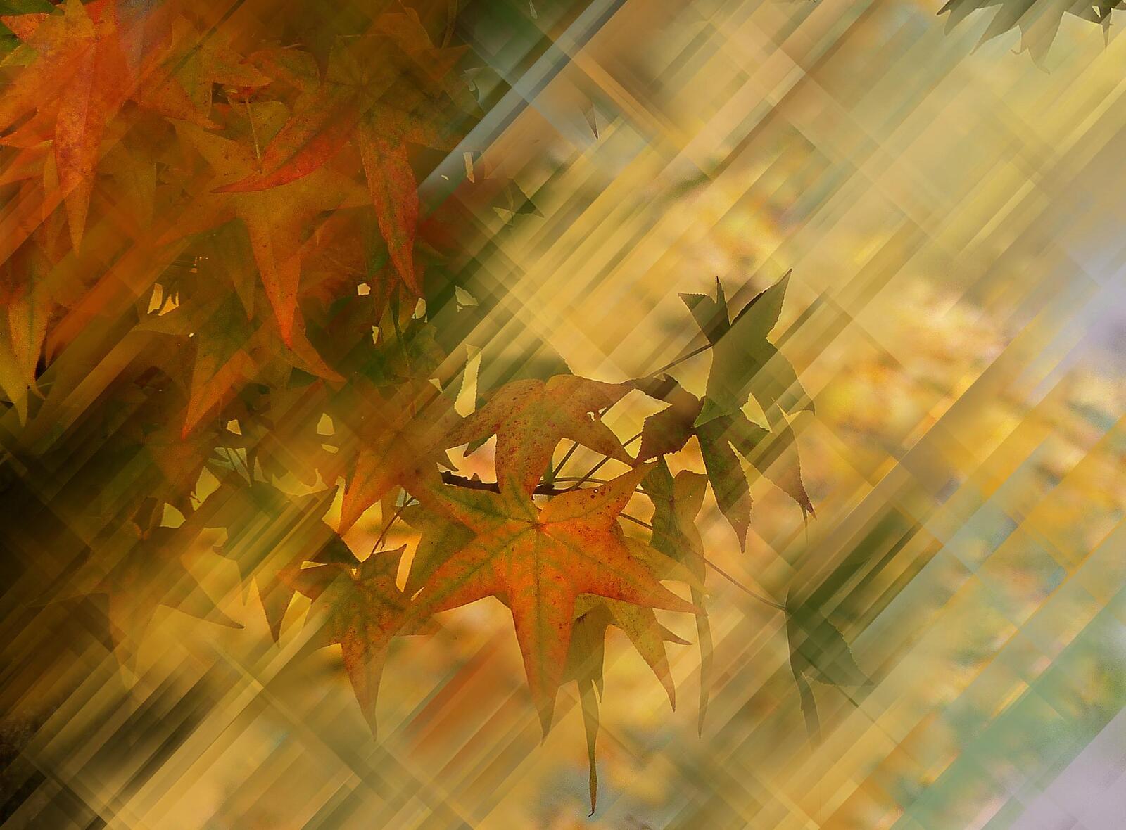 桌面上的壁纸秋天的构成 分支机构 树叶