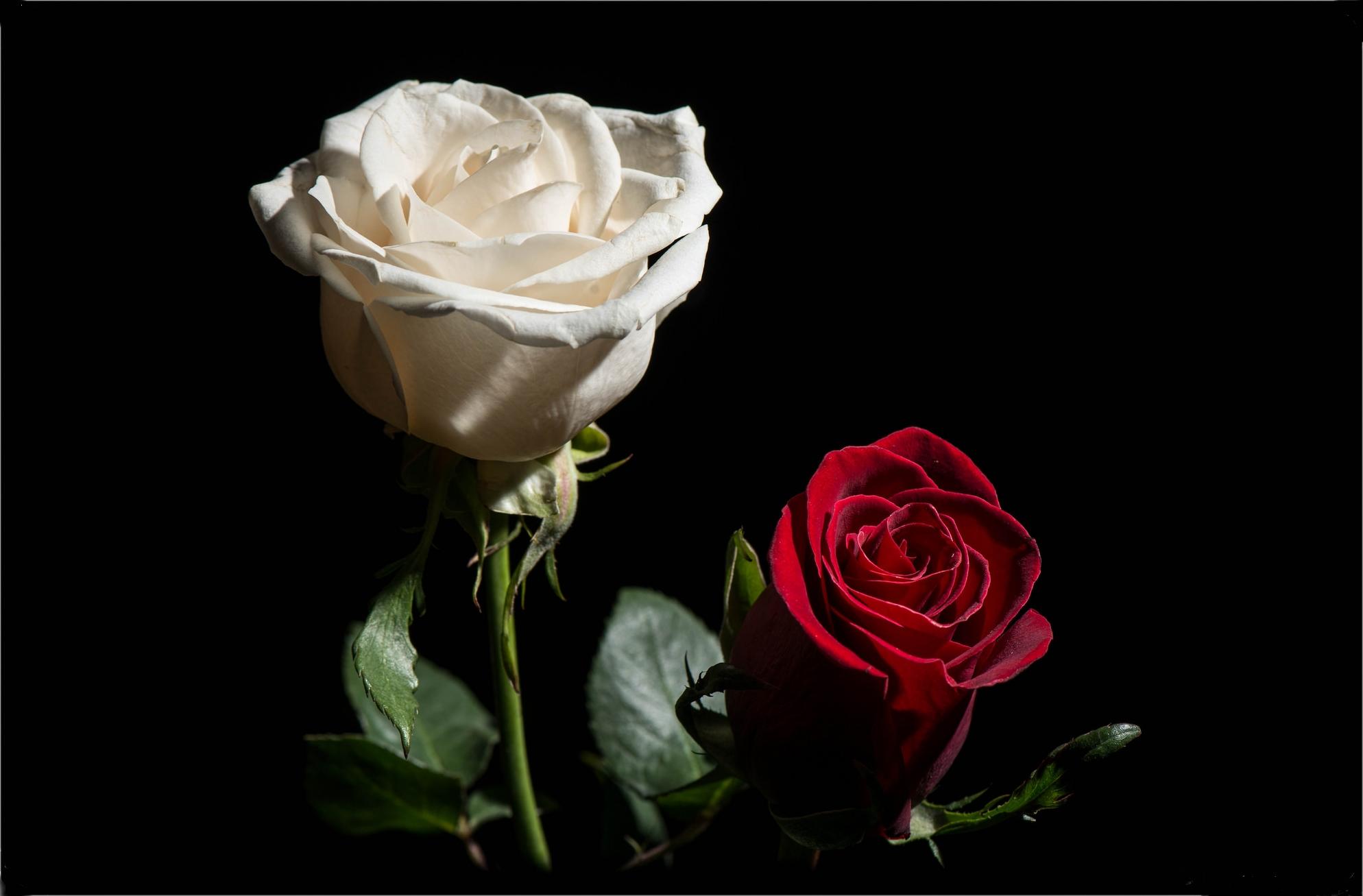 Фото бесплатно розы, цветы, чёрный фон