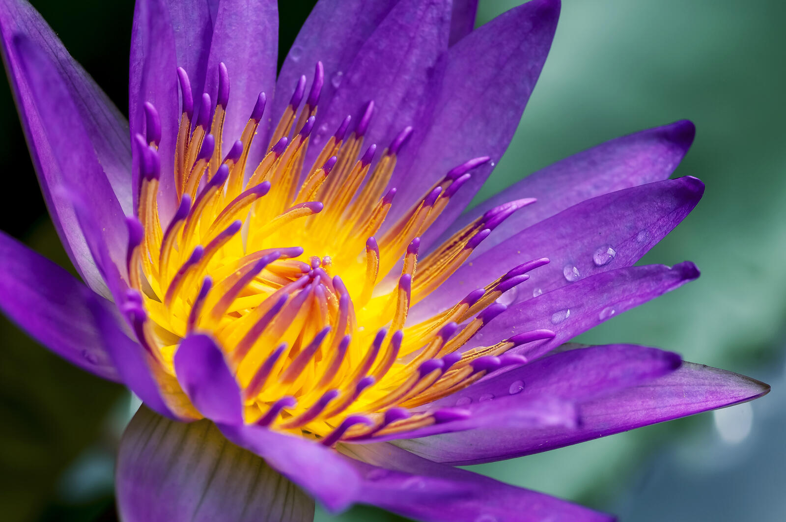 Wallpapers water lily close-up purple flowers on the desktop