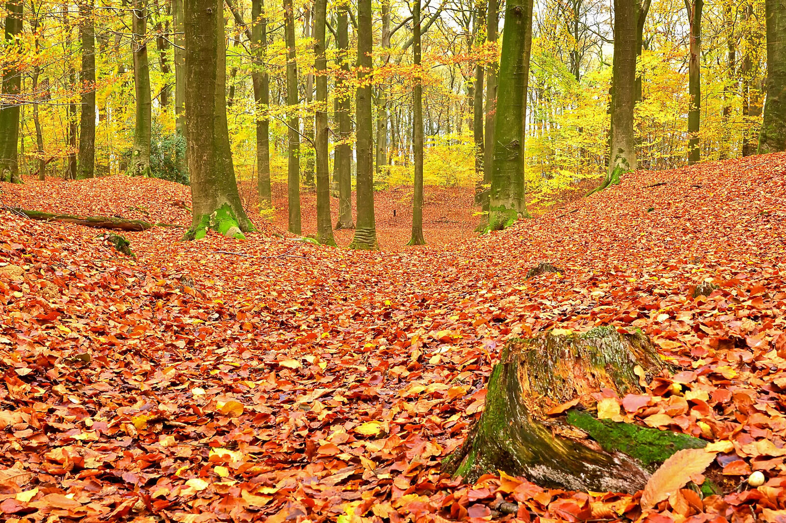 Wallpapers fallen leaves lots of leaves forest on the desktop