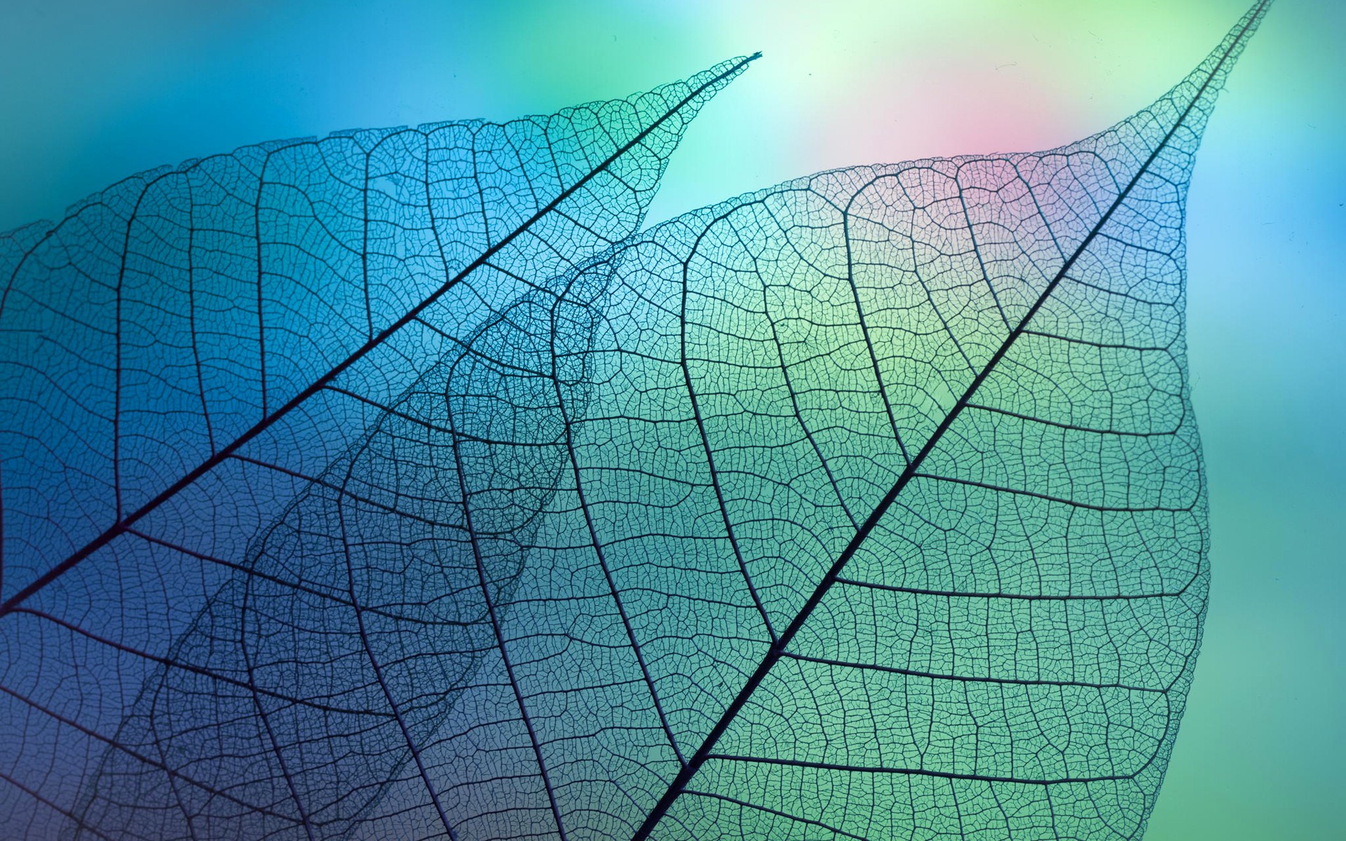 Фото растения листики структура листьев - бесплатные картинки на Fonwall