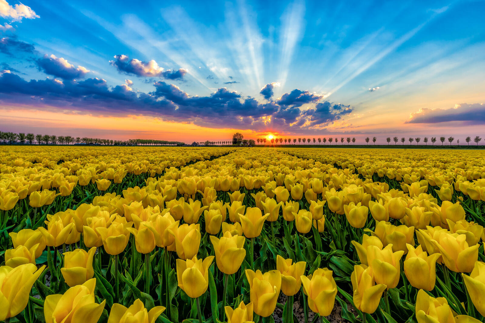 Обои Голландия пейзаж цветы на рабочий стол