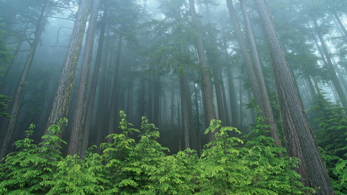 Foggy coniferous forest