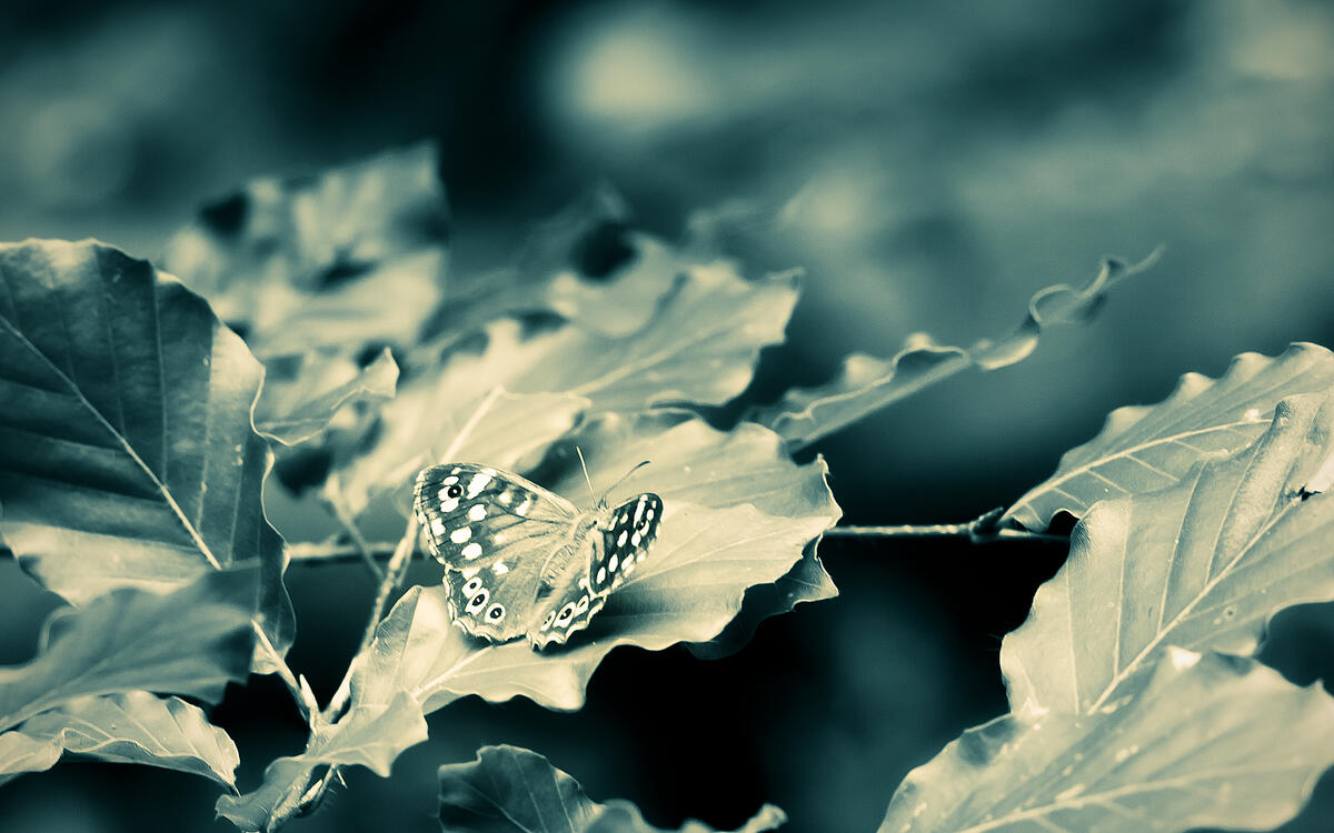 A butterfly sits on the leaves of a plant