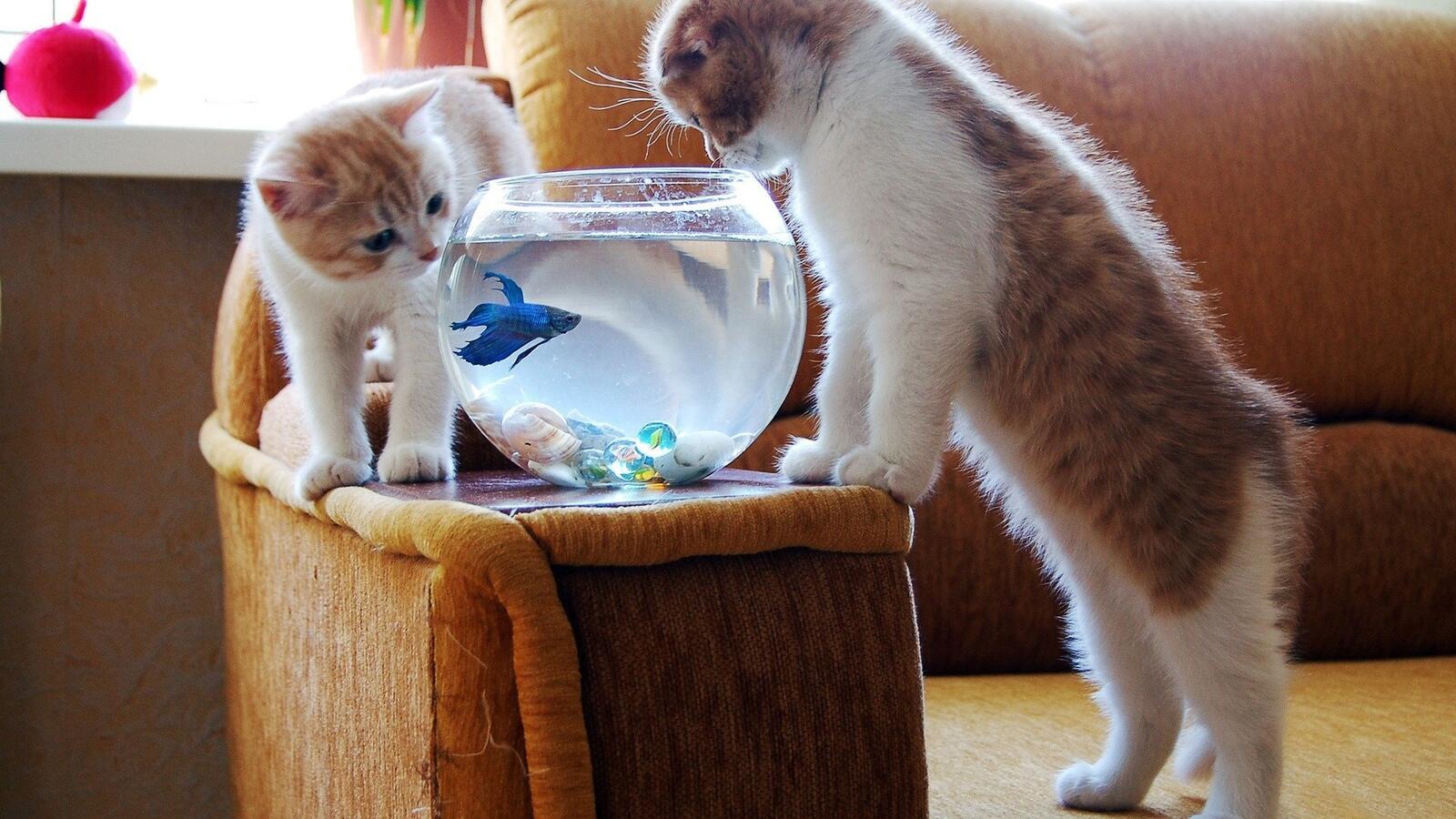 Обои котята рыбка два на рабочий стол
