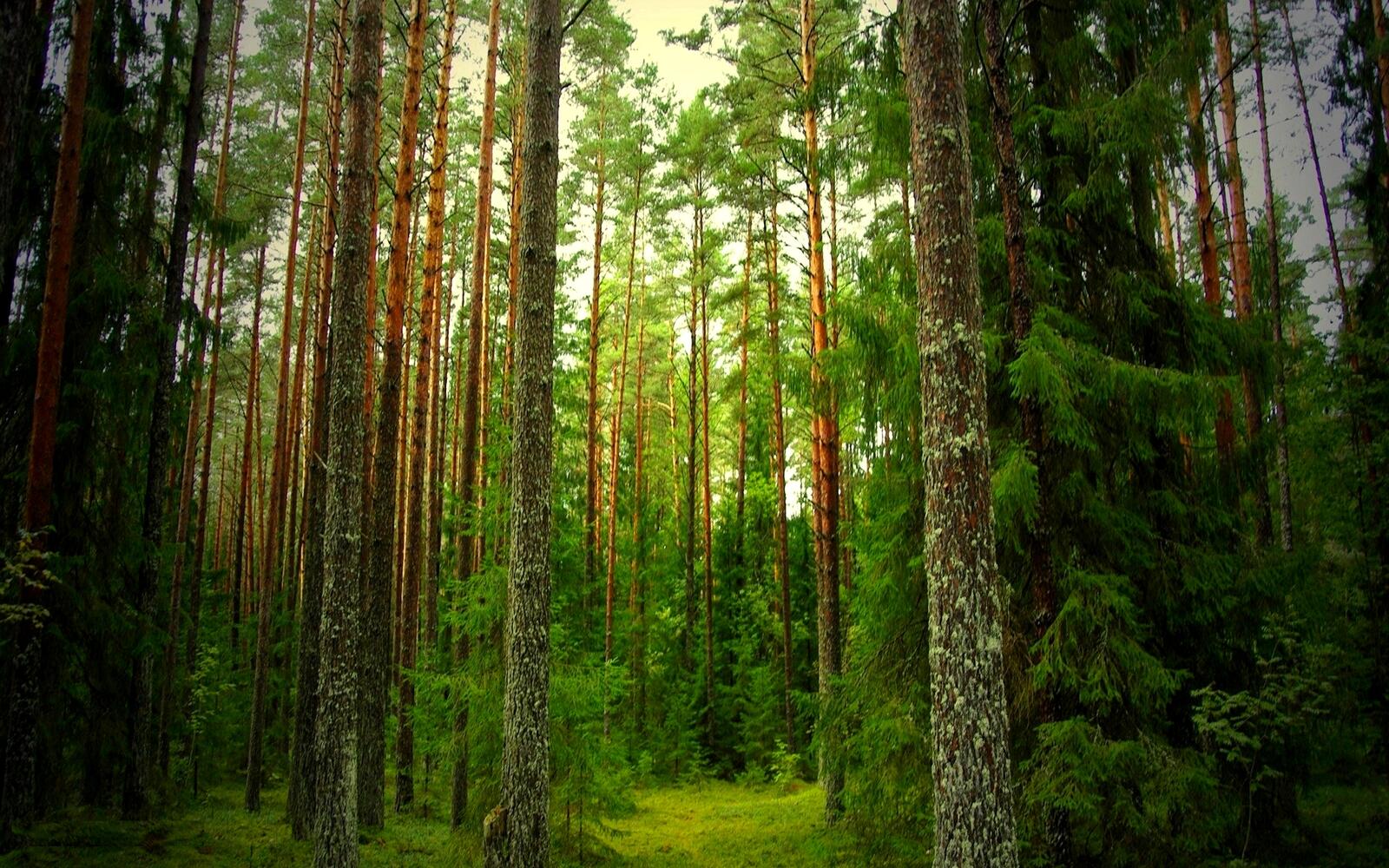 Wallpapers forest coniferous trees on the desktop