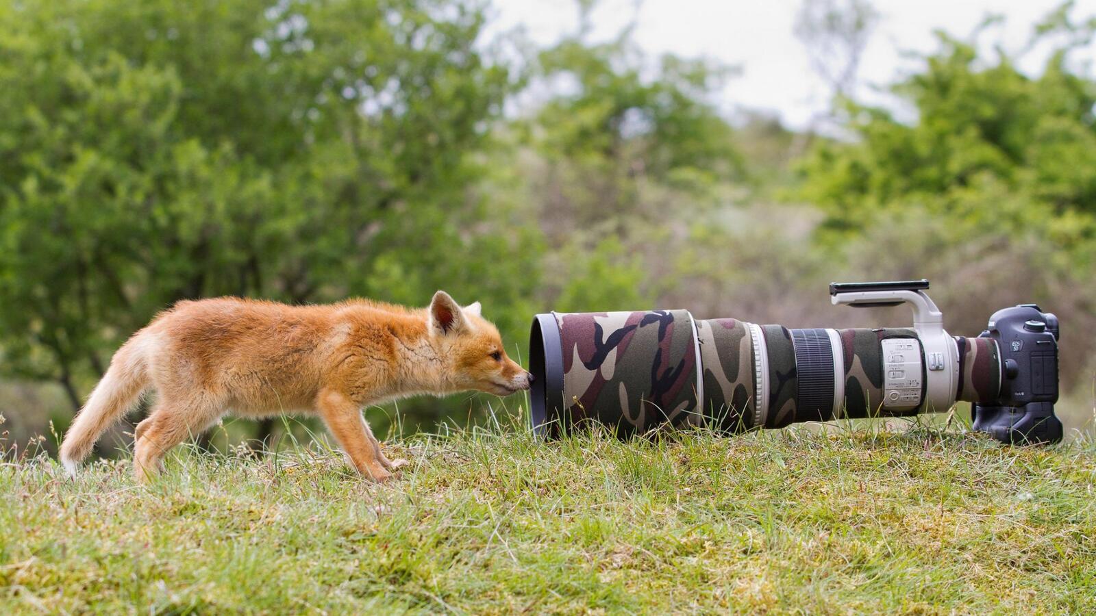 桌面上的壁纸狐狸 红发 照相机