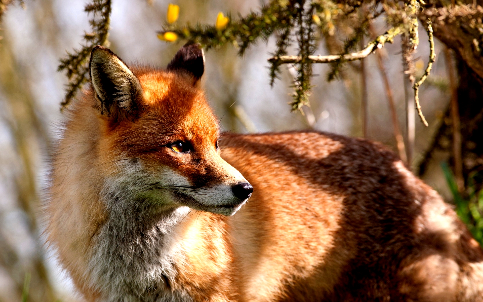 Wallpapers fox red tricky on the desktop