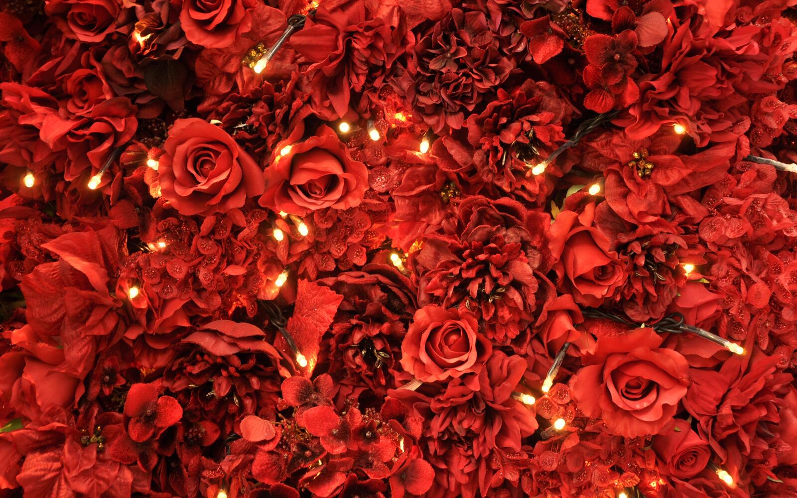 Wallpapers roses petals red on the desktop