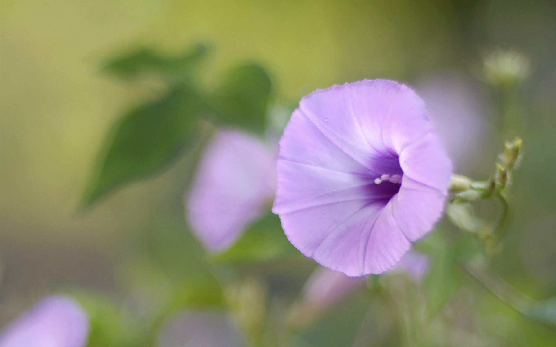 Фото бесплатно цветок, лиловый, бутон