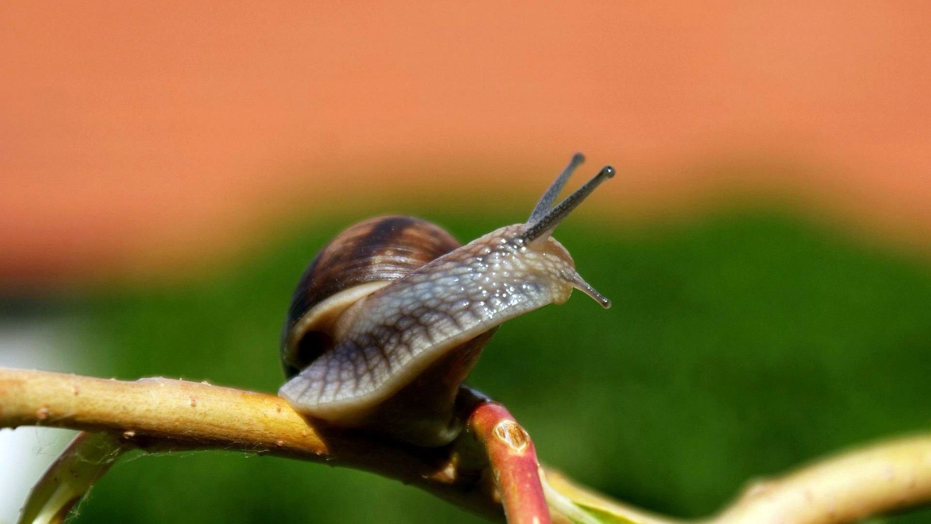 Wallpapers snail carapace horns on the desktop