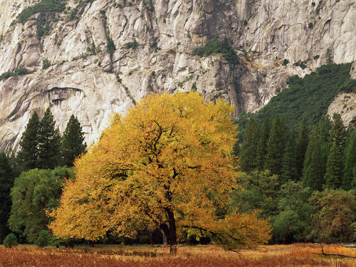 дерево осень желтые