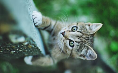 A little kitten climbs up the wall.