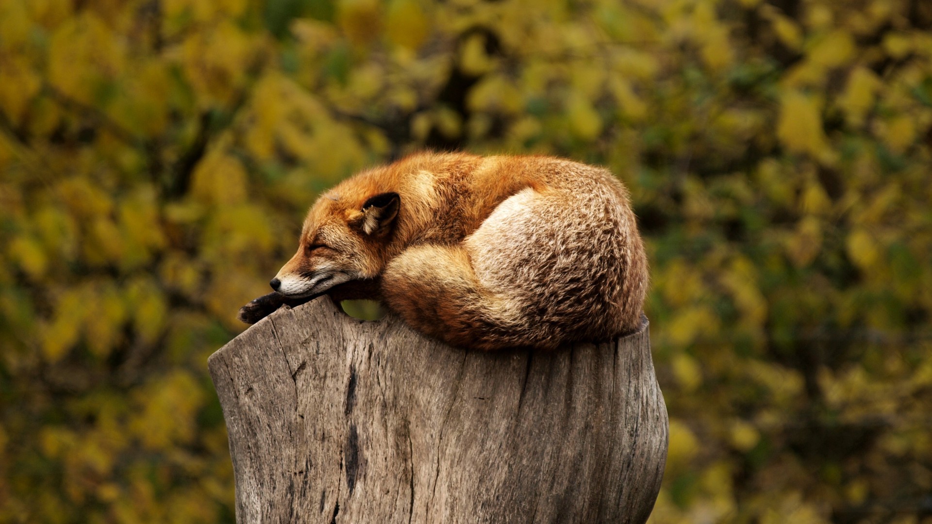 Wallpapers fox redhead stump on the desktop